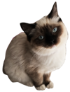 Mitted